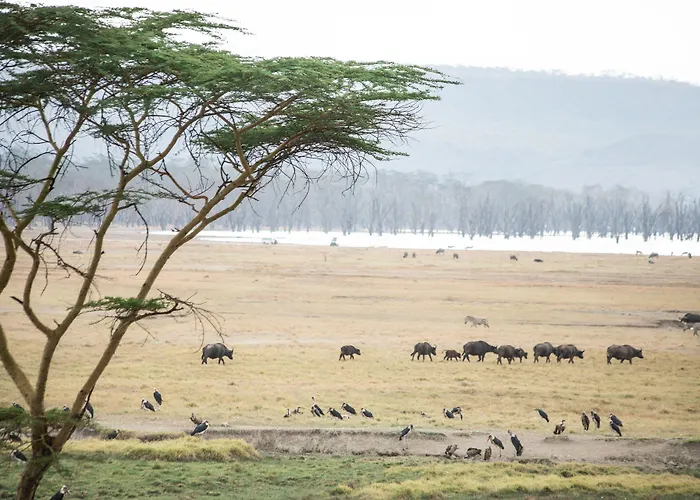 Sarova Lion Hill Game Lodge